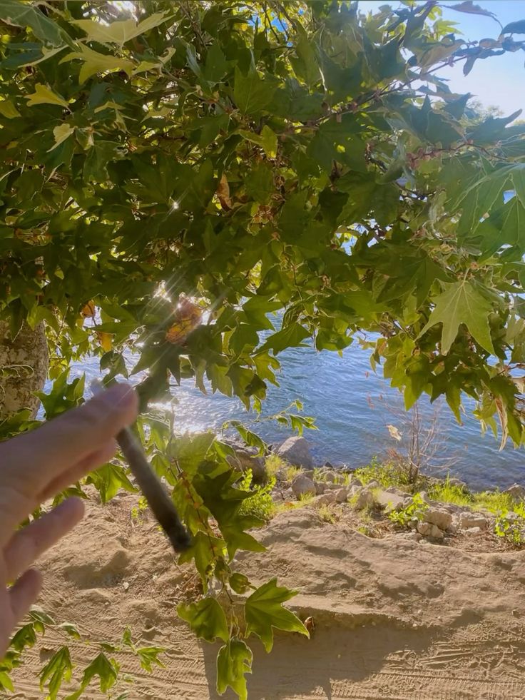 Marijuana in Milan, Rome, and Naples — cannabis Italy
